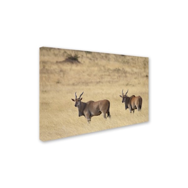 Robert Harding Picture Library 'Two Animals 1' Canvas Art,30x47